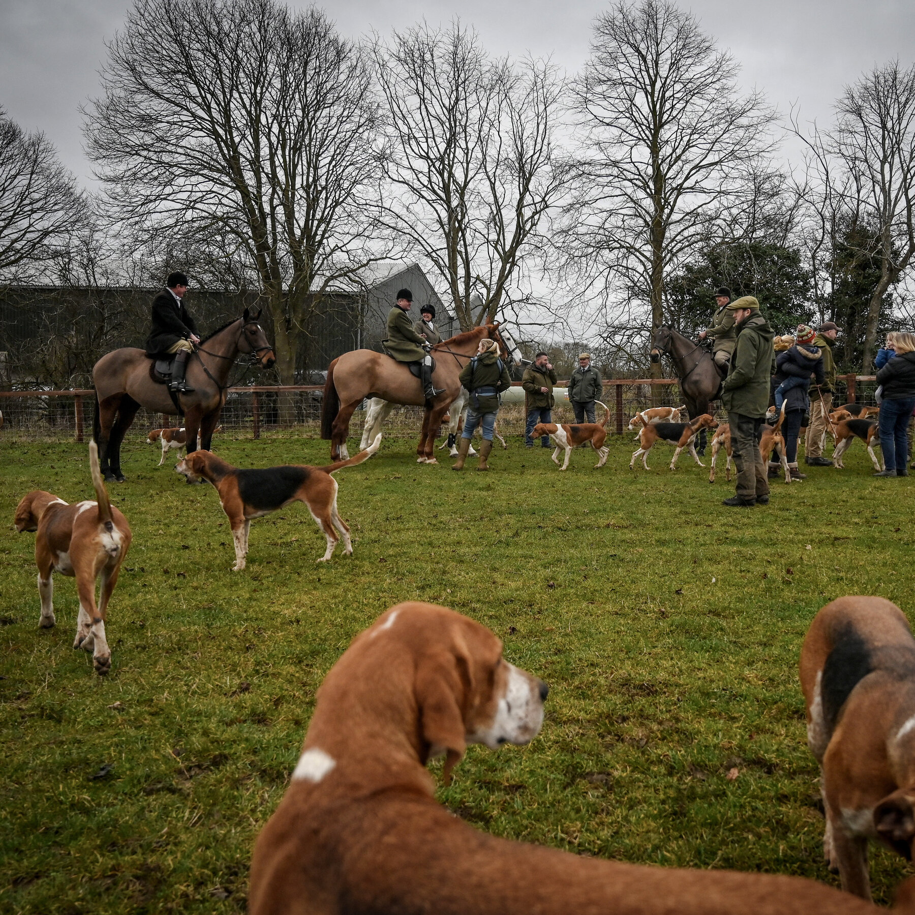 Fox Hunters in the U.K. Want Protected Status Under Discrimination Law