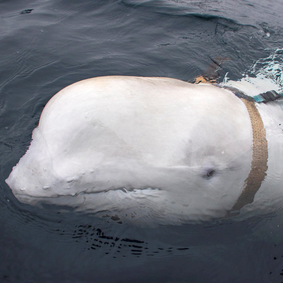 Hvaldimir the ‘Spy’ Whale Is Found Dead in Norwegian Waters