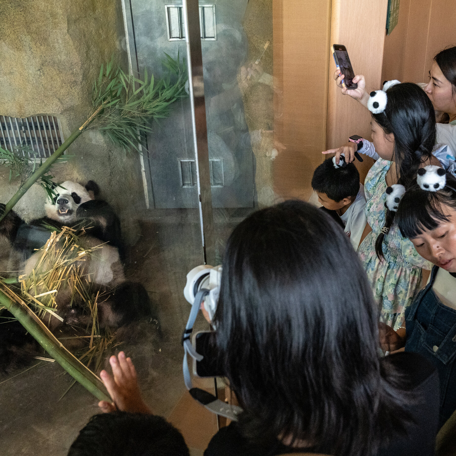 China’s Wild Panda Census is Widely Regarded as Flawed