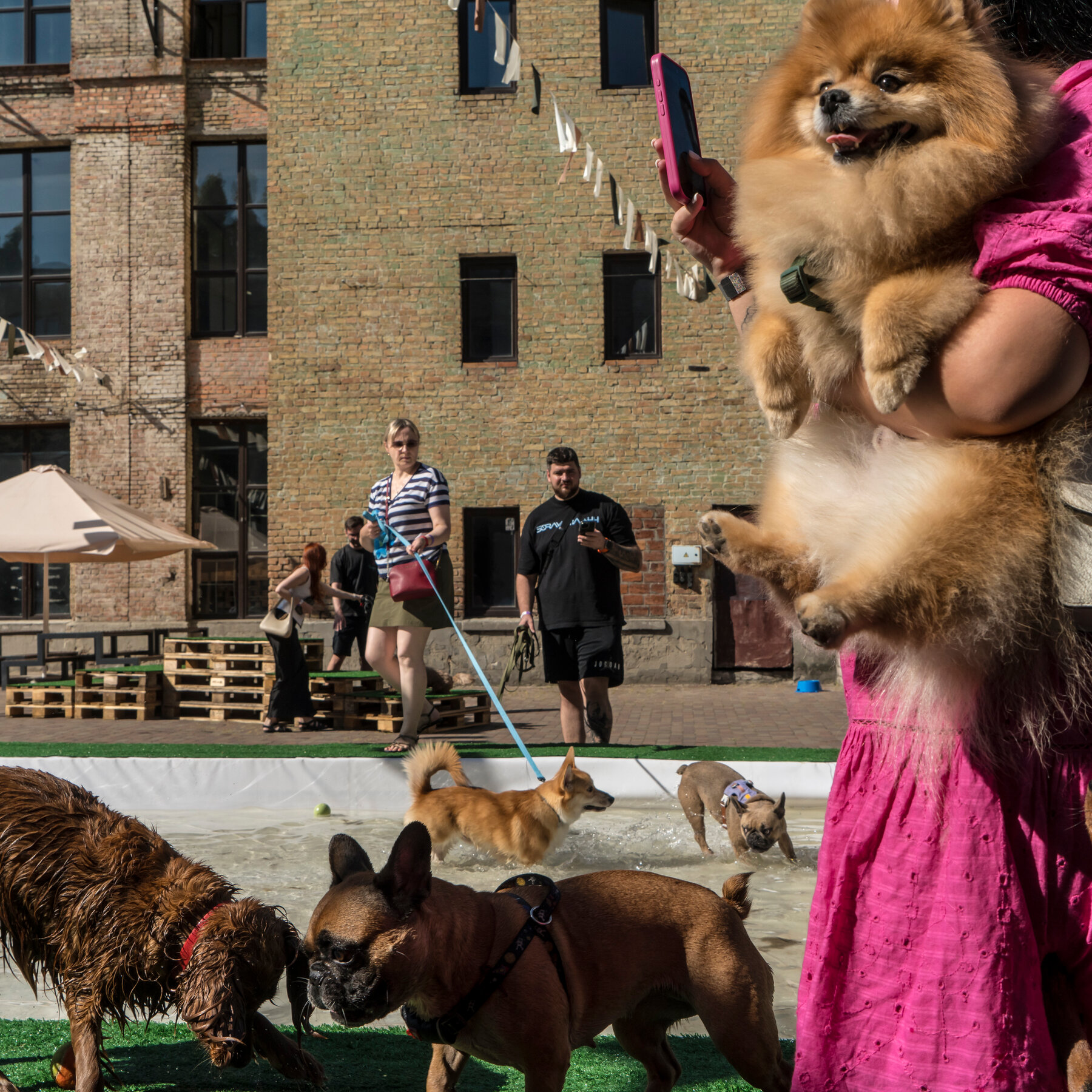 As War in Ukraine Drags On, Dogs Offer Comfort