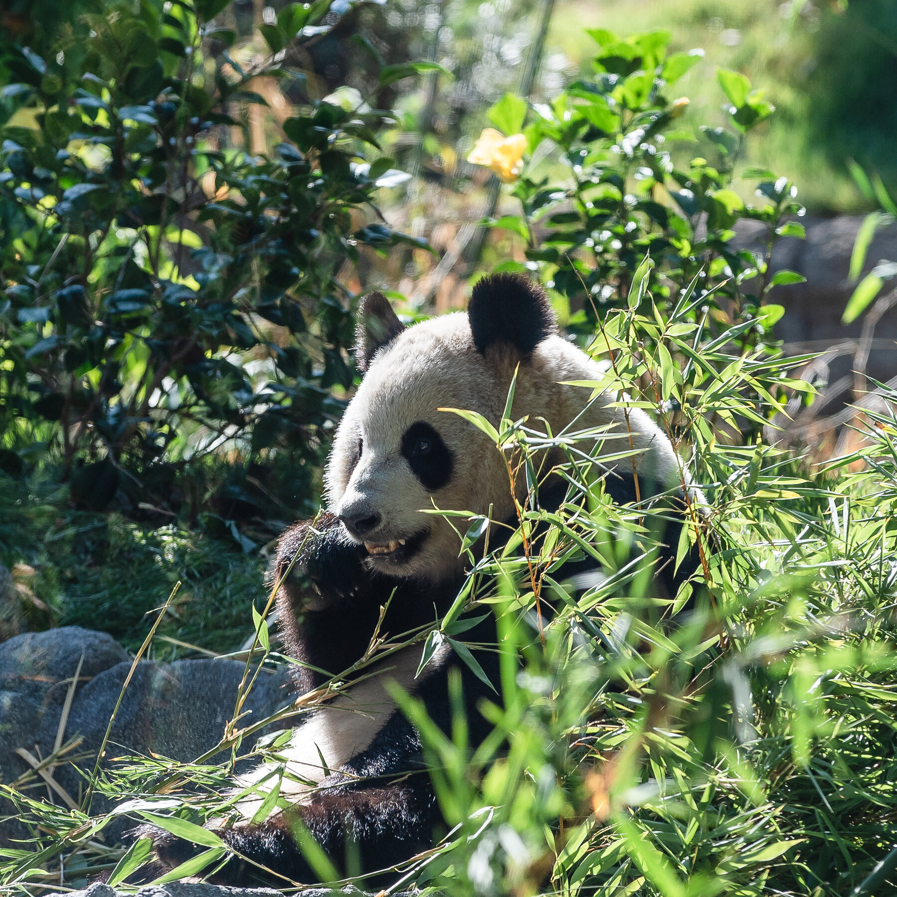 Millions of Dollars to Protect Pandas Was Spent by China on Roads and Buildings