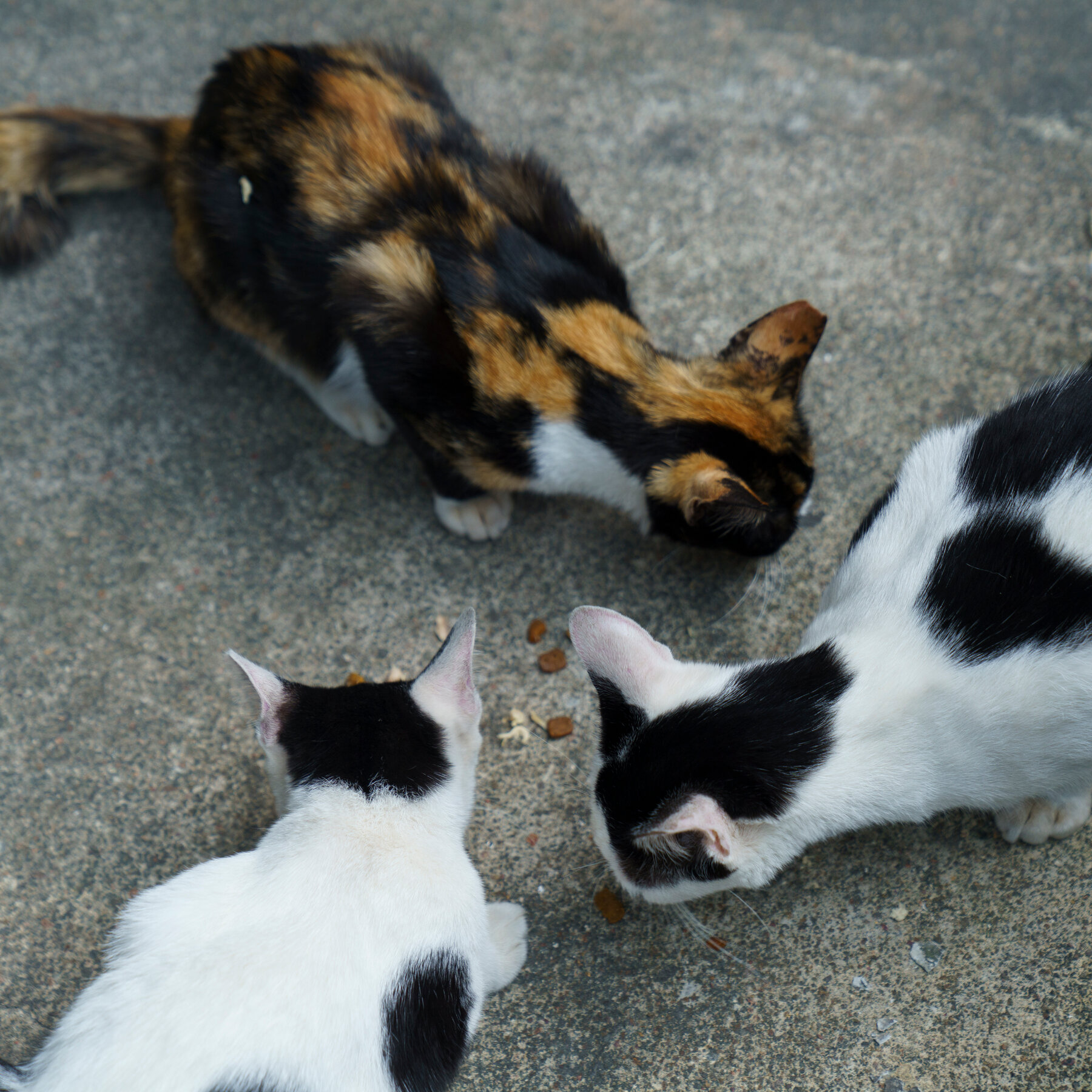 A Messy Problem in Orderly Singapore: Keeping Track of Cats